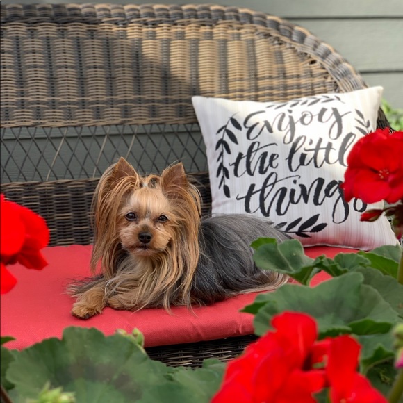 Meet your Posher, Sherri - Picture 3 of 3